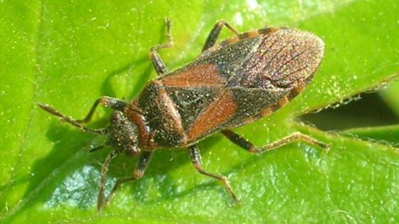 Cimice dell'Olmo cimice olmo vicenza