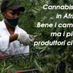 Cannabis legale in Africa. Bene i cambiamenti ma i piccoli produttori ci rimettono