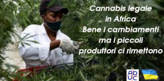Cannabis legale in Africa. Bene i cambiamenti ma i piccoli produttori ci rimettono