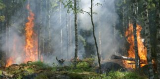 L’Italia brucia. Prevenire è possibile: si punti sulla pianificazione boschiva boschiva