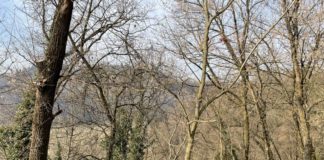 Vicenza, Stella e Guarda (EV): “I cittadini e il Comune collaborino per salvare il verde” verde