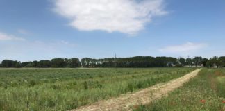 Sostenibilità e territorio: Volksbank pianta oltre 5mila alberi a Mira. Nasce il “Bosco Moranzani, la foresta accessibile” Bosco Moranzani