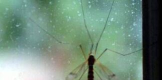 Che sangue piace alle zanzare? ‘Mappa geografica’ svela chi è nel mirino