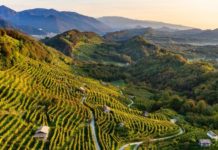 Conegliano Valdobbiadene candidata a “Città Italiana del Vino 2026” con l’appoggio della Regione Conegliano Valdobbiadene Unesco, Veneto