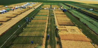 Consorzi Agrari d’Italia (CAI) si allarga a Nordest con Veneto e Lombardia consorzi veneto