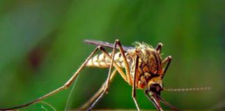 16 pazienti ricoverati per West Nile nell’Azienda Ospedale Università di Padova. In tutta la regione i casi sono 227 16 pazienti ricoverati Zanzara West Nile Virus