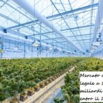Mercato cannabis legale a 197,75 miliardi di dollari entro il 2028 Cannabis legale, una serra