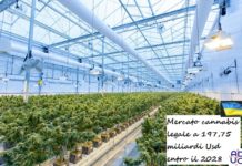 Mercato cannabis legale a 197,75 miliardi di dollari entro il 2028 Cannabis legale, una serra