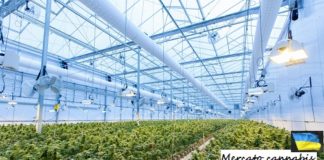 Il Lussemburgo è il secondo paese dell’Ue a legalizzare la coltivazione e il consumo personale di cannabis per adulti Cannabis legale, una serra