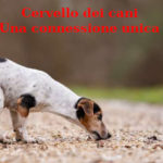 Cervello dei cani. Una connessione unica
