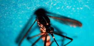 In Italia 3 casi di Chikungunya nel 2024, tutti importati da viaggi all’estero