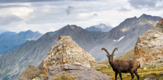 Parchi Nazionale del Gran Paradiso e d’Abruzzo, Lazio e Molise: i prossimi eventi per celebrare 100 anni di protezione e biodiversità Parco Nazionale Gran Paradiso