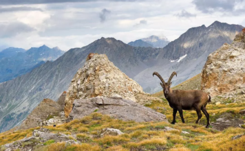 Parchi Nazionale del Gran Paradiso e d’Abruzzo, Lazio e Molise: i prossimi eventi per celebrare 100 anni di protezione e biodiversità Parco Nazionale Gran Paradiso