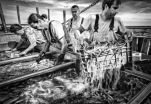 Pesca come patrimonio culturale immateriale da iscrivere nella lista Unesco (Gal Veneto capofila): l’operazione prosegue pesca Unesco veneto