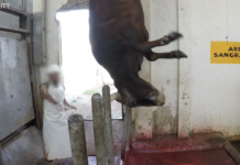 Torture su animali nei macelli del Messico: videoinchiesta shock di Animal Equality Torture su animali