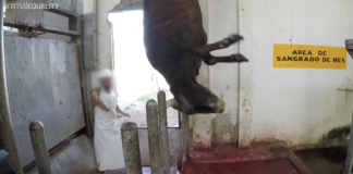 Torture su animali nei macelli del Messico: videoinchiesta shock di Animal Equality Torture su animali