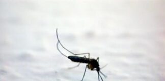 Zanzare, l’allarme di Pregliasco: “Uccidono 1 milione di persone l’anno, nemico vero”