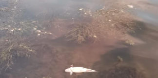 Schiume e morie di pesci nel Bacchiglione, Pescatori ed Europa Verde lanciano l’ennesimo allarme e puntano il dito contro il depuratore di Longara Bacchiglione: schiume e morie di pesci