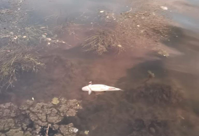 bacchiglione pesce morto Bacchiglione: schiume e morie di pesci