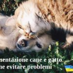 Alimentazione cane e gatto. Come evitare problemi