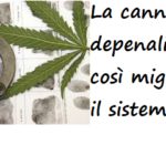 La cannabis va depenalizzata, così miglioriamo il sistema carceri cannabis