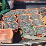 Chioggia, Guardia di finanza sequestra 1.225 kg di vongole veraci e un deposito per la lavorazione e spedizione di molluschi privo delle prescrizioni igienico sanitarie chioggia vongole sequestro