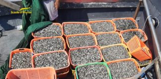 Chioggia, Guardia di finanza sequestra 1.225 kg di vongole veraci e un deposito per la lavorazione e spedizione di molluschi privo delle prescrizioni igienico sanitarie chioggia vongole sequestro