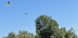 Piantagione di marijuana nel Parco del Delta del Po: sequestro della guardia di finanza piantagione marijuana po