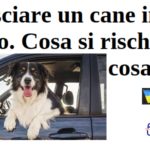 Lasciare un cane in auto. Cosa si rischia e cosa fare
