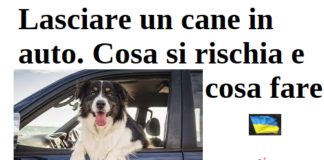 Lasciare un cane in auto. Cosa si rischia e cosa fare