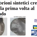 Embrioni sintetici creati per la prima volta al mondo embrioni sintetici