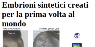 Embrioni sintetici creati per la prima volta al mondo embrioni sintetici