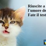 Riuscite a capire l’umore dei gatti? Fate il test