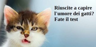 Riuscite a capire l’umore dei gatti? Fate il test