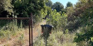 Vicenza, vegetazione incolta e fuoriuscita incontrollata di acqua: sanzionati i proprietari vegetazione