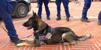 Polizia locale di Vicenza, attività del Nos: da inizio anno 13 spacciatori denunciati e 2 arrestati polizia locale di vicenza