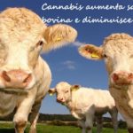 Cannabis aumenta salute bovina e diminuisce lo stress cannabis
