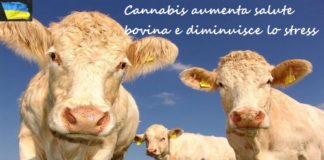 Cannabis aumenta salute bovina e diminuisce lo stress cannabis