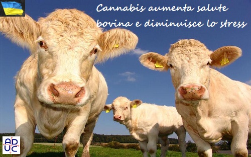 mucche-jpg cannabis