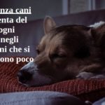 Demenza cani. Aumenta del 50% ogni anno negli anziani che si muovono poco