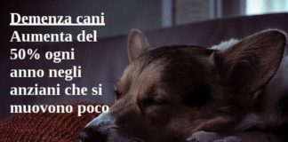 Demenza cani. Aumenta del 50% ogni anno negli anziani che si muovono poco