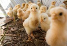 Pulcini maschi: Italia dice stop al loro abbattimento selettivo. Soddisfazione di Animal Equality pulcini maschi