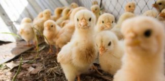 Pulcini maschi: Italia dice stop al loro abbattimento selettivo. Soddisfazione di Animal Equality pulcini maschi