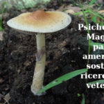 Psichedelici. Maggior parte americani sostiene ricerca per veterani