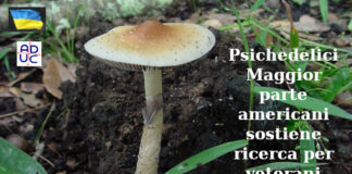 Psichedelici. Maggior parte americani sostiene ricerca per veterani