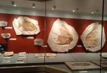 Bolca (Vr), i fossili di pesci tropicali presenti in una località quasi montana bolca museo fossili