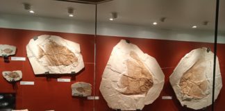 Bolca (Vr), i fossili di pesci tropicali presenti in una località quasi montana bolca museo fossili