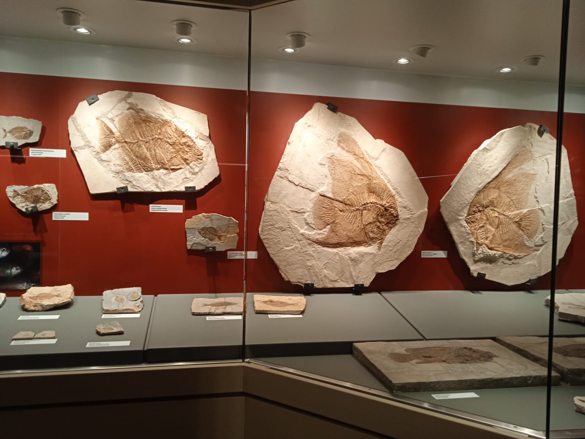 bolca museo fossili