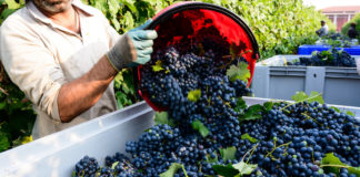 La vendemmia all’ombra di Dioniso: le opere della Fondazione Sorgente Group di Valter Mainetti La vendemmia del 2022 (Fonte foto: © Studio Gi - Adobe Stock)