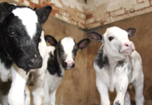 In Irlanda 400 vitelli sono stati ritrovati morti in un allevamento a causa di malnutrizione e malattie 400 vitelli